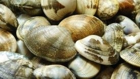 SAGRA VONGOLE E PESCE AZZURRO